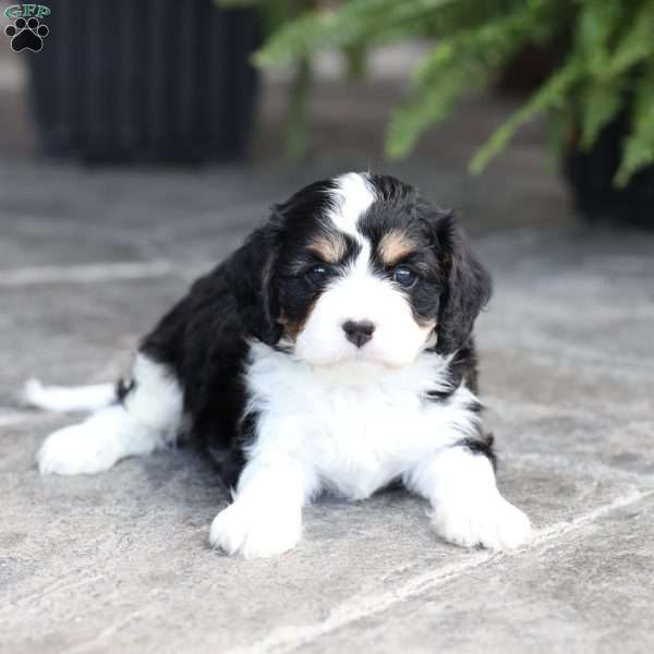 Camryn, Cavapoo Puppy